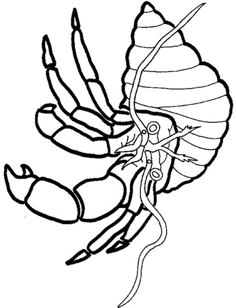 Hermit Crab Coloring Page Animals Town Animals Color Sheet Hermit