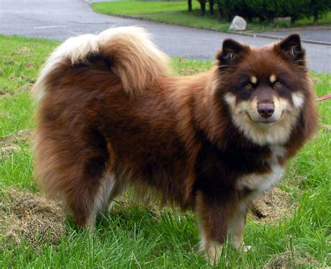 Finnish Lapphund Breeders Puppies And Breed Information Finnish