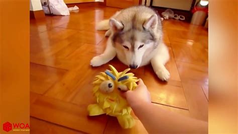 بازی کردن سگ های بامزه با اسباب بازی