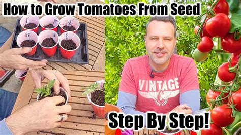 How To Grow Tomatoes At Home From Seeds Youtube