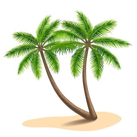 Realistic Palm Tree Illustration Vectors 11 Free Download