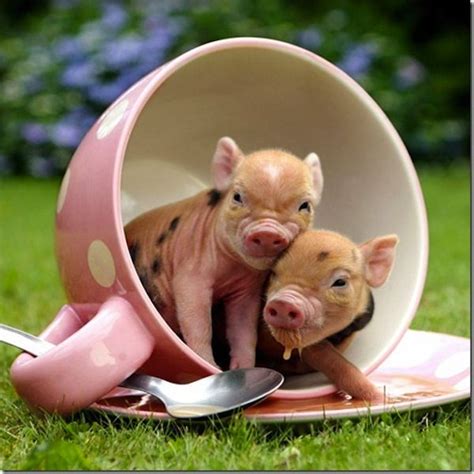 20 Cute Photos Of Miniature Pigs Baby Animals Pictures Teacup Pigs