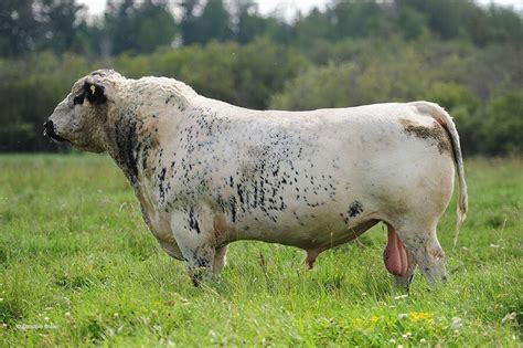 British White Bull Ganado De Carne Veterinario Medico Animales