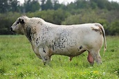 British White Bull. Beef Cattle, Bull, Breeds, British, Cows, United ...