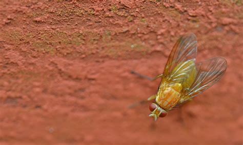 How To Get Rid Of Flying Bugs In Your Yard Updated 2022