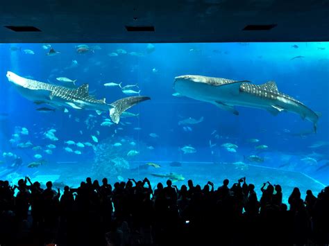 Okinawa Churaumi Aquarium Tourist In Japan