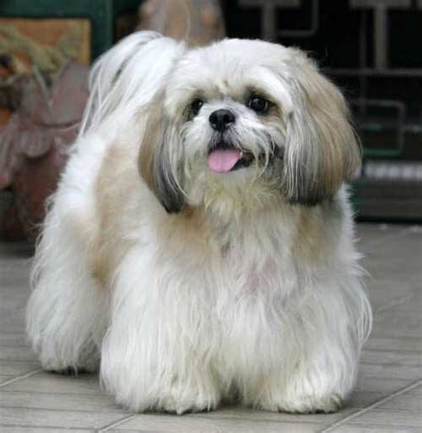 Lhasa Apso Dog Breed Information Pictures And More