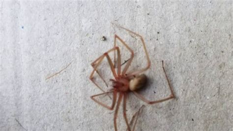 Venomous Brown Recluse Spider Found In 10 Michigan Counties