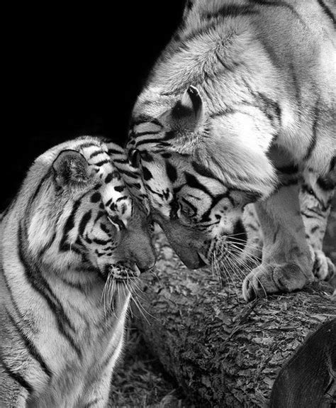 Beautifully Black And White Animal Photography By