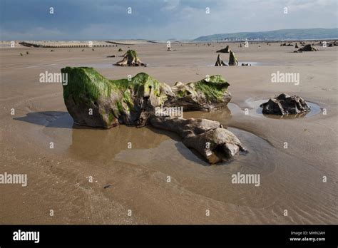 Prehistoric Forest Near Borth Ceredigion West Wales In 2014 After