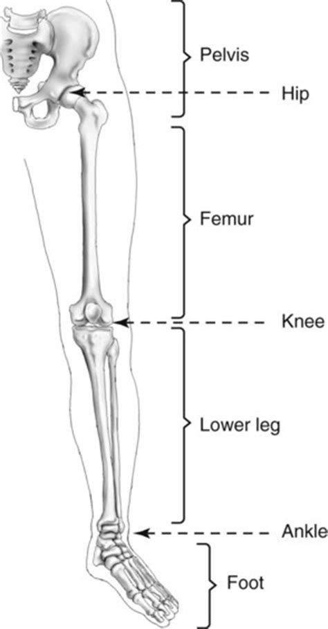 High quality realistic skeleton legs. Lower Limb and Pelvis | Radiology Key