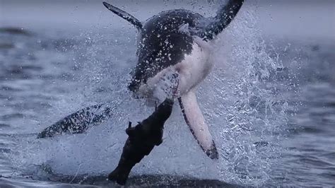 Giant Great White Shark Attacks Super Giant Animals