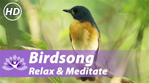 Birdsong Sounds For Relaxation And Meditation 3h To Help You Sleep