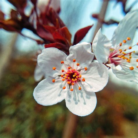 Fleur Bois De Cerisier Plante La Photo Gratuite Sur Pixabay Pixabay