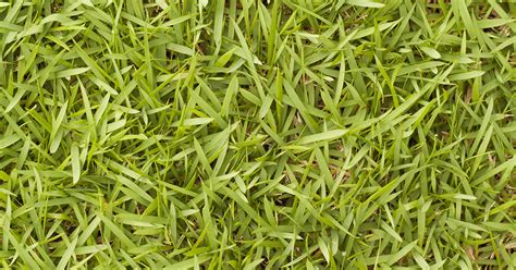 Bermuda Grass A Guide To Caring For And Growing Bermudagrass