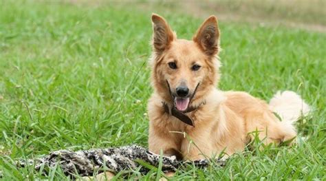 German Shepherd Golden Retriever Mix What You Need To Know