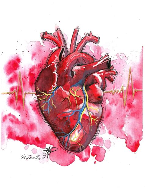 Heartbeat Anatomical Heart Art Human Anatomy Art Heart Drawing