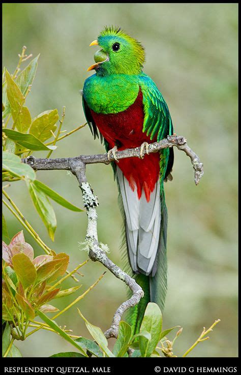 20 best quetzal bird images in 2018 bird feathers birds beautiful birds