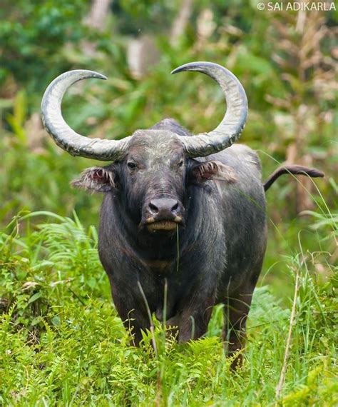 Indian Water Buffalobuffle Deau Asiatique Bubalus Arnee Animales