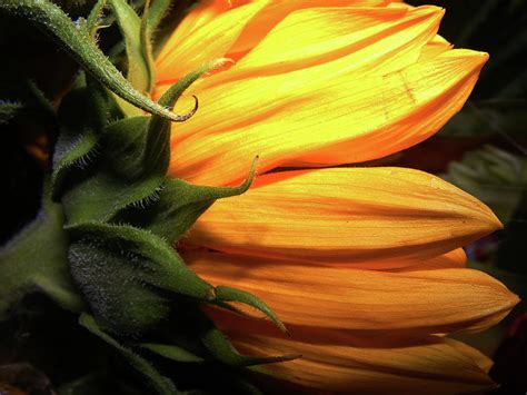 Sunflower Side View Photograph By Wilma Stout