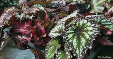 tips on growing rex begonia houseplants plant care today