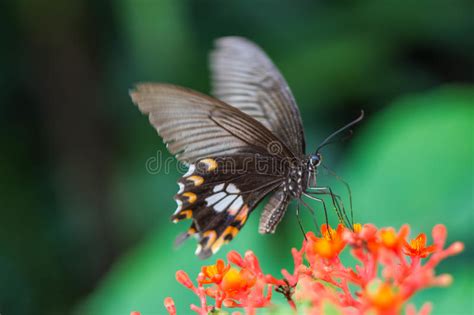 Beautiful Butterfly On Red Flower Stock Photo Image Of Imperial