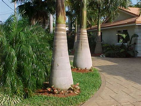 Florida Royal Palm Roystonea Elata Cuban Royal Palm Roystonea Regia