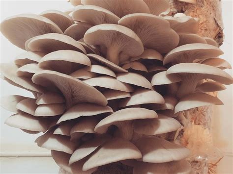 Edible Mushrooms In Virginia All Mushroom Info