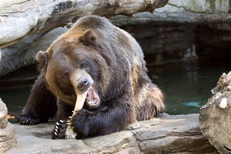 Grizzly Bear Denver Zoo