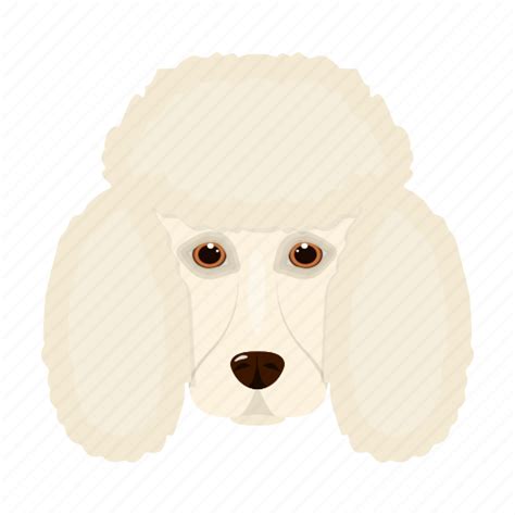 Animal Breed Dog Domestic Muzzle Pet Poodle Icon Download On