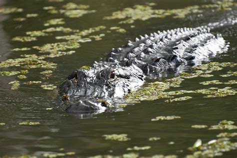 Alligator Honey Island Swamp Louisiana Usa Explore Paul Flickr