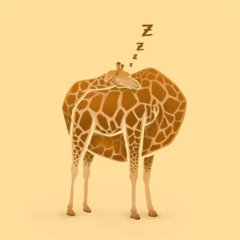 Do You Wonder How Giraffes Sleep I Do Still The Result Of Todays