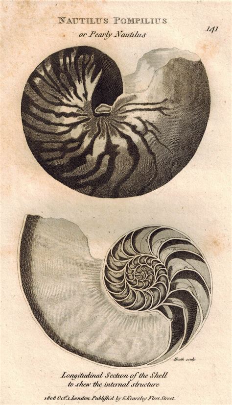 Nautilus Pompilius Or Pearly Nautilus Shells 1809 Original Engraving S