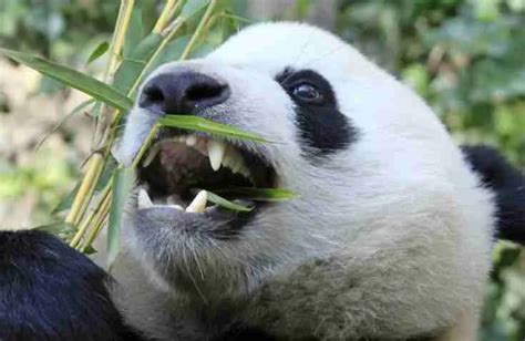 What Are The Body Parts Of A Giant Panda Must Read