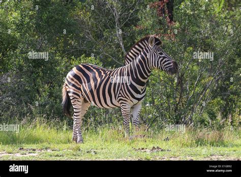 Zebra Stallion Standing Near A Water Hole On The Sabi Sands Game