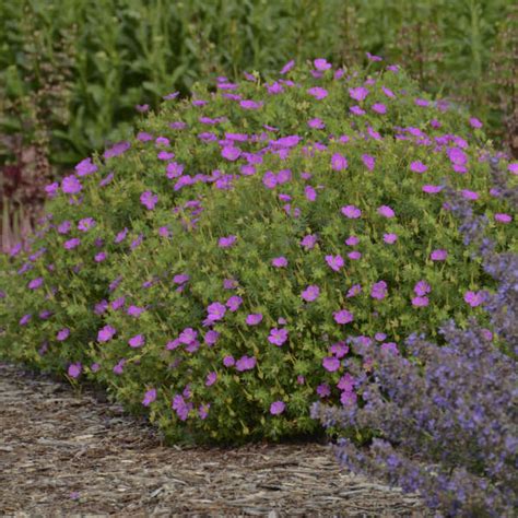 Learn more about geranium 'new hampshire purple' (cranesbill)! New Hampshire Purple Geranium - Plant Library - Pahl's ...