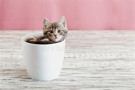 Gray Tabby Kitten Sitting In White Flower Pot Portrait Of Adorable