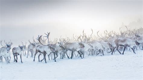 Reindeer Norway Bing Wallpaper Download