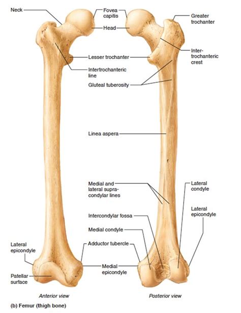 The Femur Anatomy Bones Human Anatomy And Physiology Human Body Anatomy