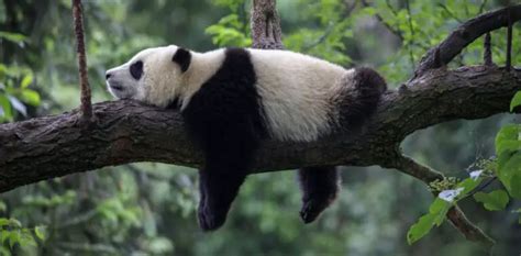 What Do Pandas Have 52 Things To Know About Their Bodies