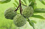 How to Eat Cherimoya | Healthfully