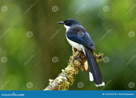 Beautiful Black And White Bird With Long Tail Perching On Grassy Stock