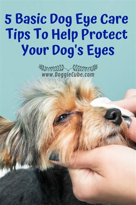 How To Treat Dog Eye Infection Naturally