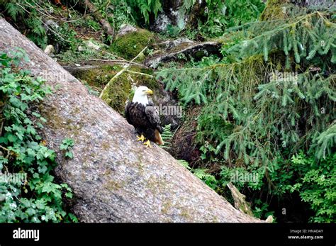 Tongass National Forest Anan Creek Wildlife Observatory Alaska Usa