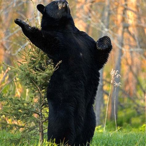 32 Funny Bears Doing Human Things