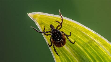 “tbe Cases Occur Earlier” Ticks Are Active Again And Possibly More
