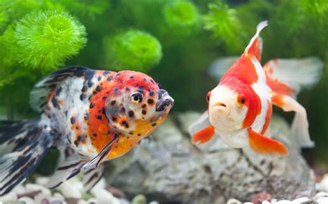 10 Fun And Interesting Facts About Goldfish Aquariumnexus