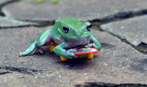 Adorable Pictures Of Frogs Skateboarding Captured By Wildlife