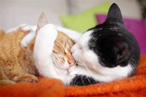 Today Is National Hug Your Cat Day Here Are 6 Of The Cutest Cat Hugs