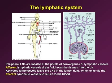 4 Anatomy Of The Immune System Ii Immunology